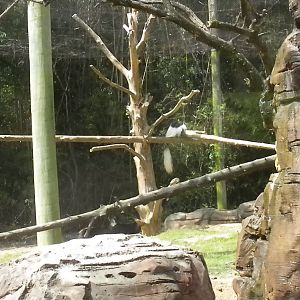 Bongo, Colobus, Duiker Exhibit