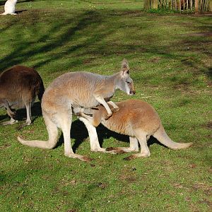 Female red kangaroo and joey, with grey kangaroo and red-necked wallabies