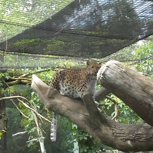 Amur Leopard