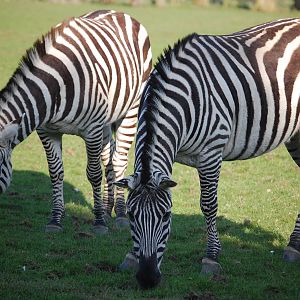Female Grant's zebra