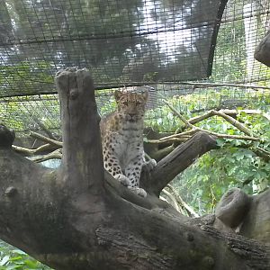 Amur Leopard