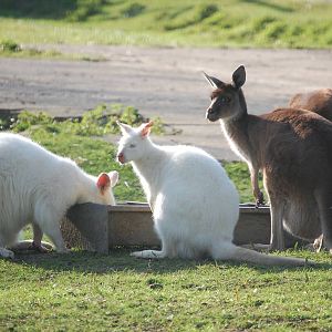 Grey kangaroos and red-necked wallabies