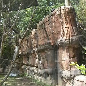 Bongo, Colobus, Duiker Exhibit