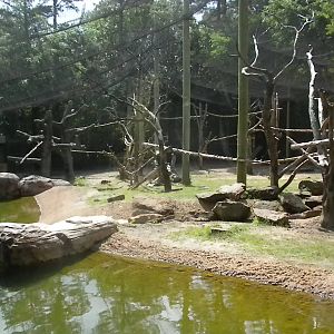 Bongo, Colobus, Duiker Exhibit