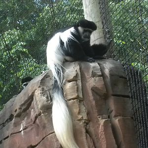 Colobus Monkey