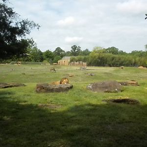 East African Savanna