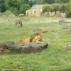 East African Savanna