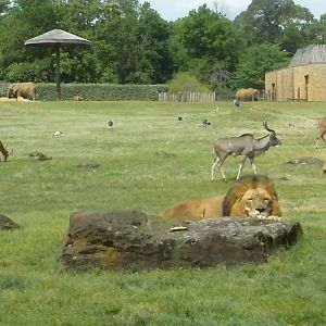 East African Savanna