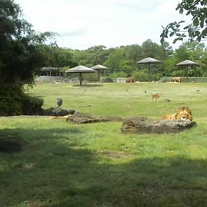 East African Savanna