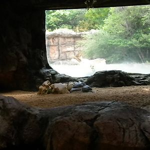 African bird/fish/reptile house