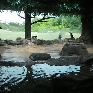 African Penguins