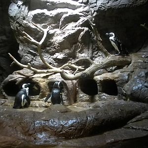 African Penguins