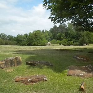 East African Savanna