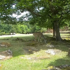 East African Savanna