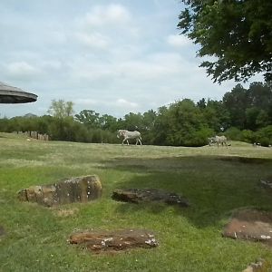 East African Savanna