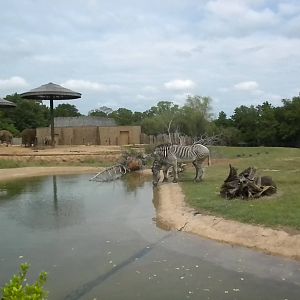 East African Savanna