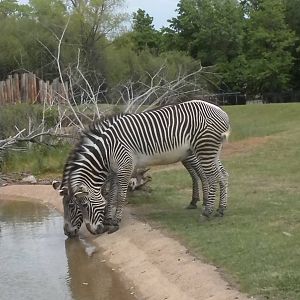 East African Savanna