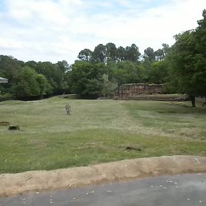 East African Savanna