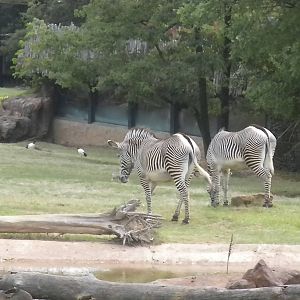 East African Savanna