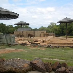 African Elephants