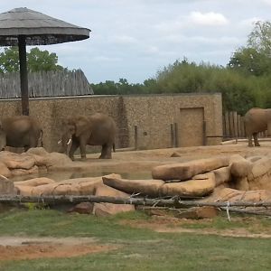 African Elephants