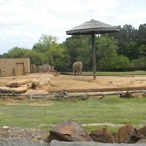 African Elephants