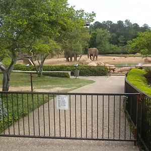 African Elephants