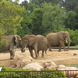 African Elephants