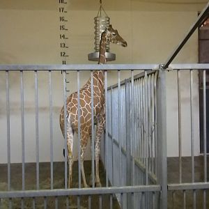 Giraffe barn