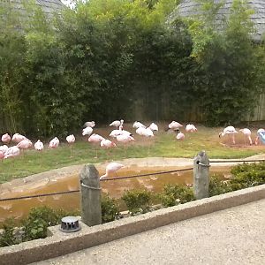 Lesser Flamingos