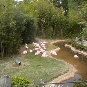 Lesser Flamingos