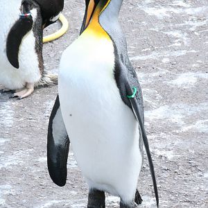 King Penguin