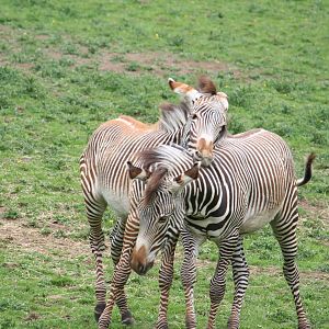 Grevy's Zebra Foals
