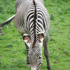 Grevy's Zebra