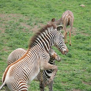 Grevy's Zebra Foals