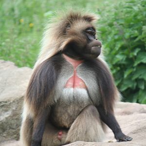 Gelada