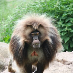Gelada