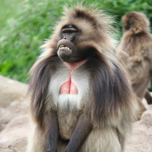 Gelada