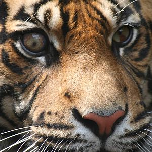 Sumatran Tiger - Tibor