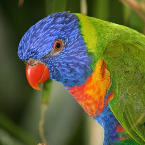 Rainbow Lorikeet