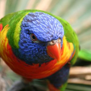 Rainbow Lorikeet