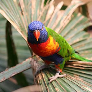 Rainbow Lorikeet