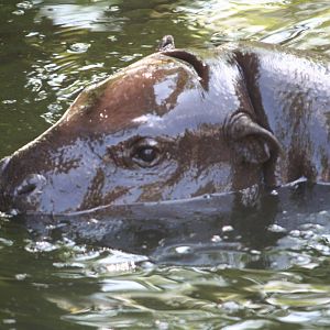 Pygmy Hippopotamus
