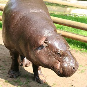 Pygmy Hippopotamus