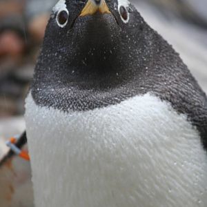 Gentoo Penguin