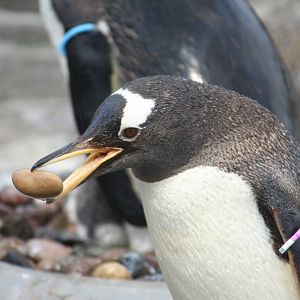Gentoo Penguin with stone