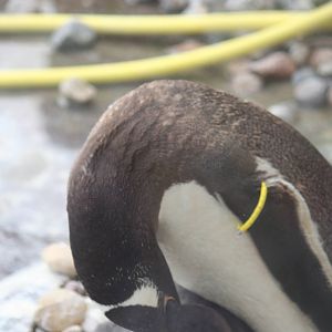 Gentoo Penguin Feeding