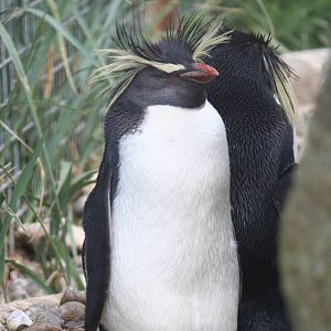 Rockhopper Penguin
