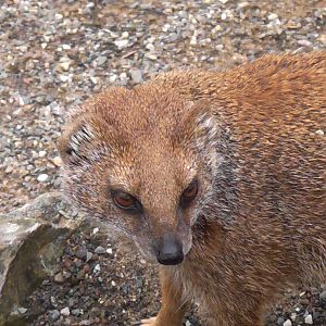 Yellow Mongoose May 2010