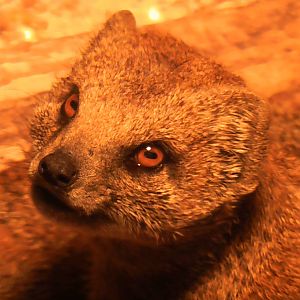 Yellow Mongoose May 2010